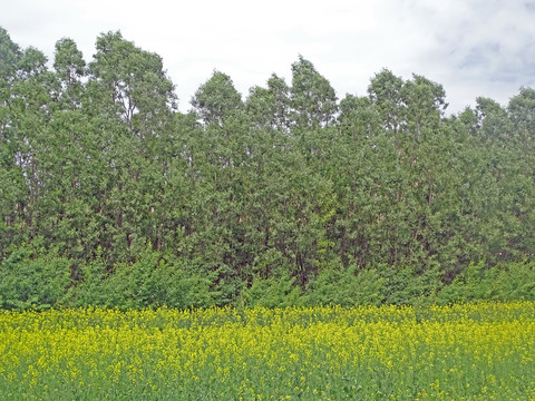 油菜花图片