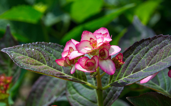 绣球花