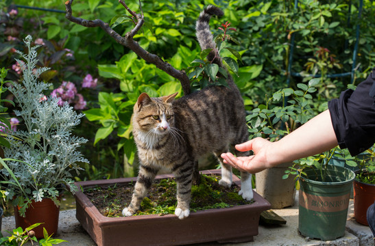 狸花猫