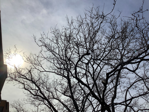 冬日暖阳树梢