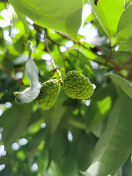 青荔枝