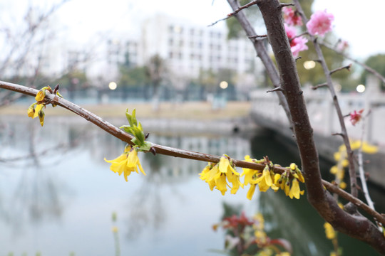 迎春花