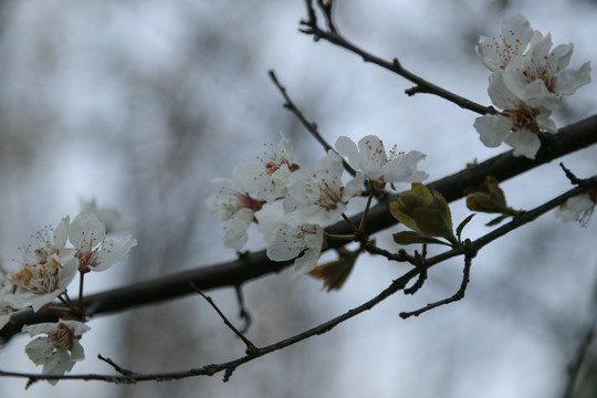 清明海棠花