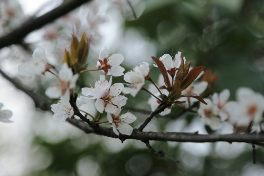 清明海棠花