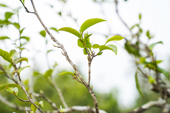 老班章茶树