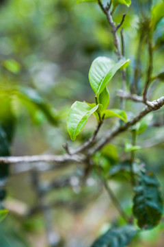 老班章茶树