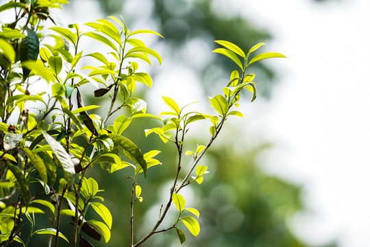 老班章茶叶