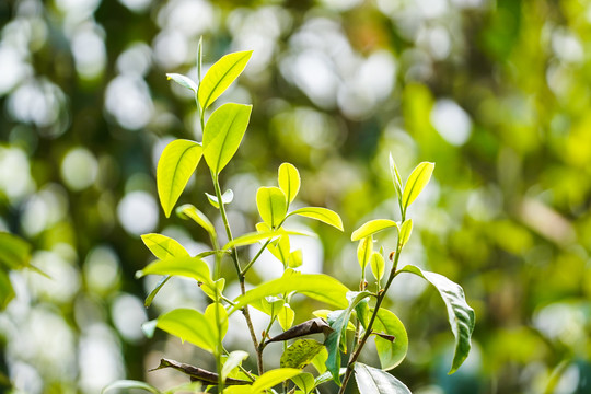 老班章茶树