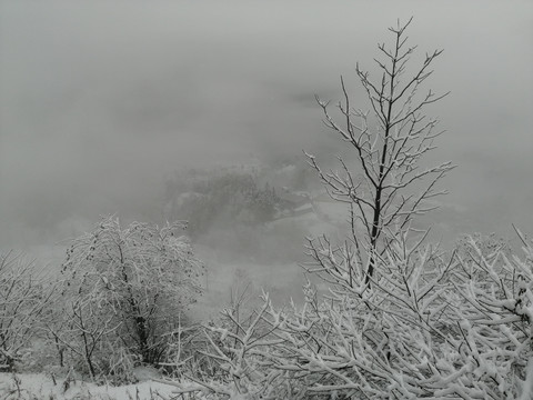 雪景雪松