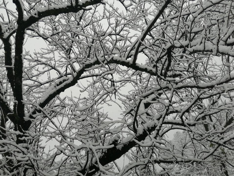 雪景树木