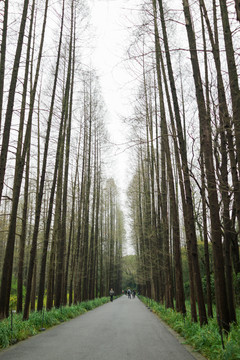 步道两旁的水杉