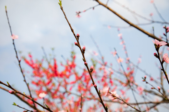 桃花