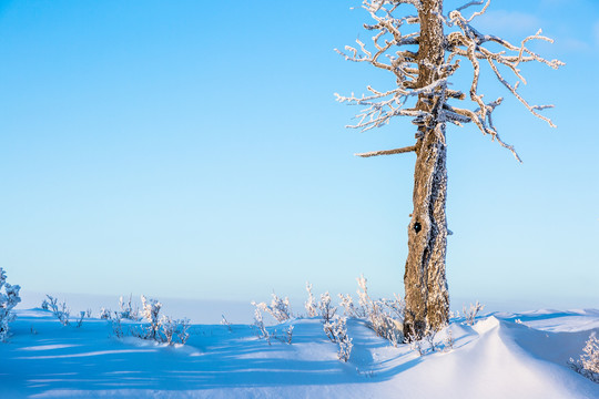 雪原雾凇一棵树