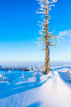 雪原一棵树雾凇