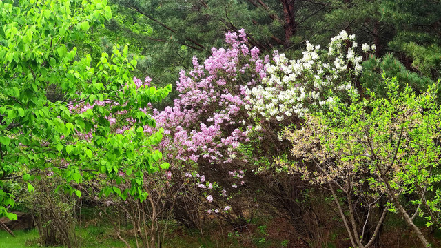 花丛