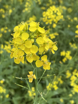 油菜花