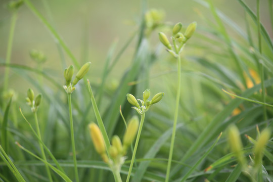 萱草