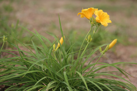 黄花菜