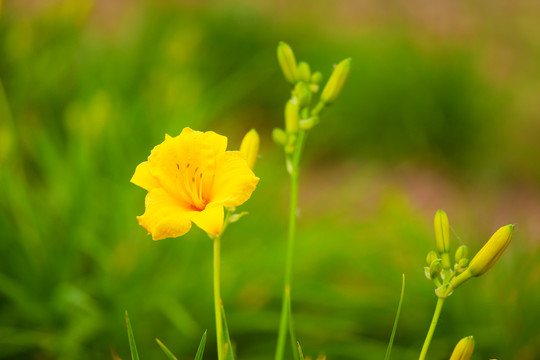 黄花菜