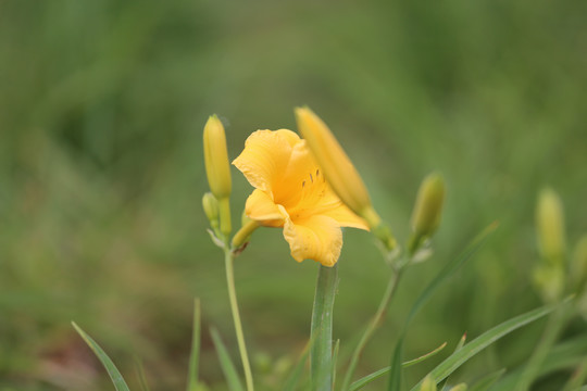 黄花菜