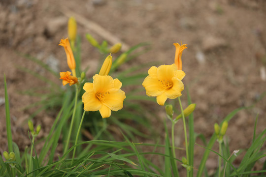 黄花菜