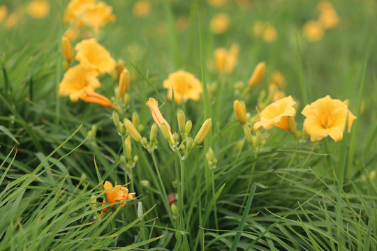 黄花菜