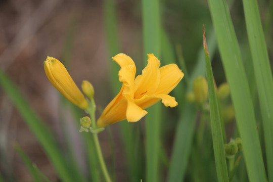 黄花菜