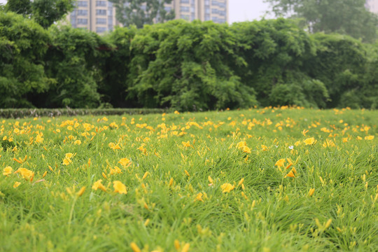 黄花鸢尾