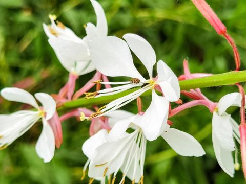 山桃玉蝶花