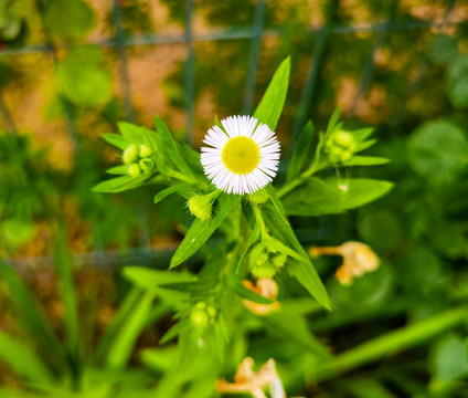 小菊花