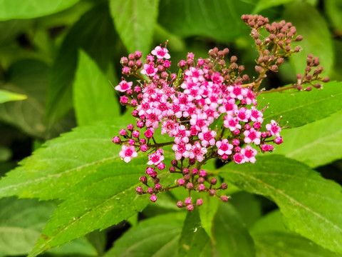 绣线菊花