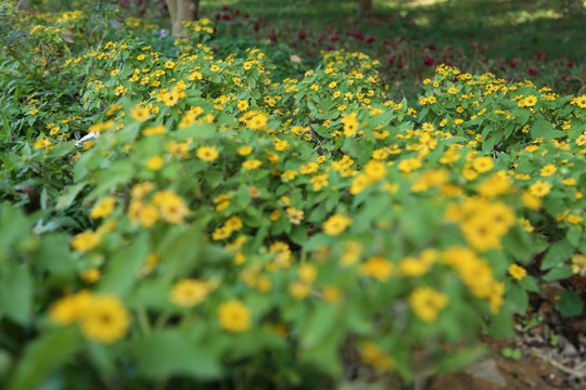 黄帝菊