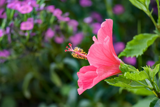 朱槿花