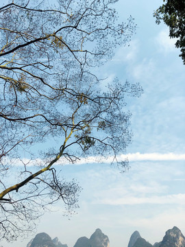 天空白云树枝