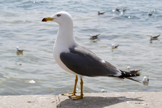 海鸟