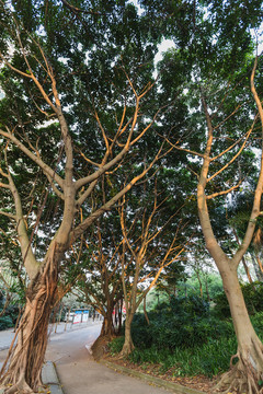 海南海口金牛岭公园里的榕树