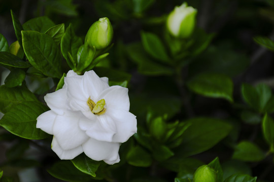 观赏植物重瓣栀子花与花蕾