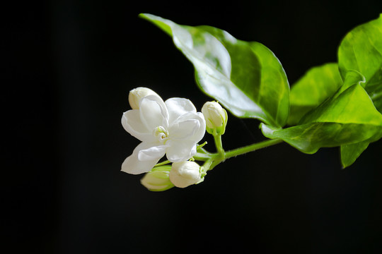 茉莉花