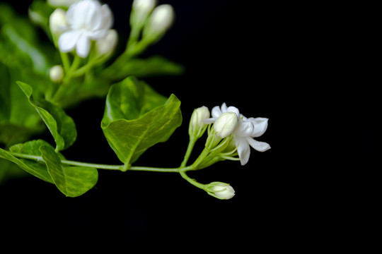 茉莉花