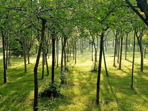 清晨的小树林