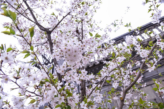 櫻花
