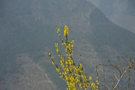 山花