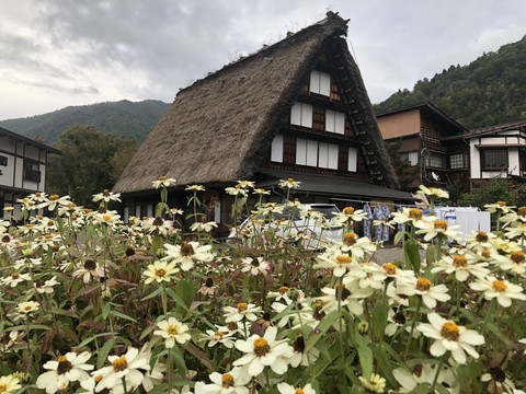 日本白川乡合掌村