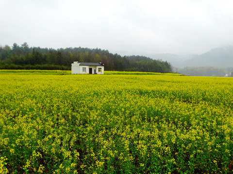 油菜花丛中的小屋