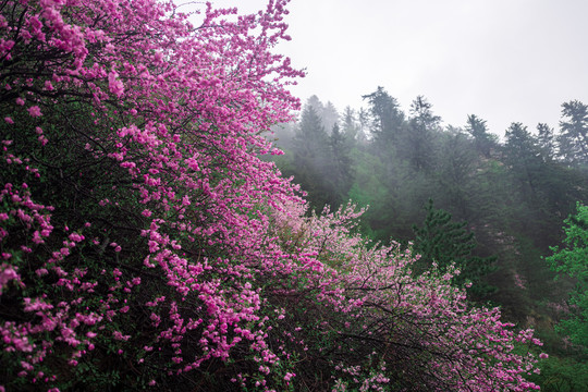 春花爛漫