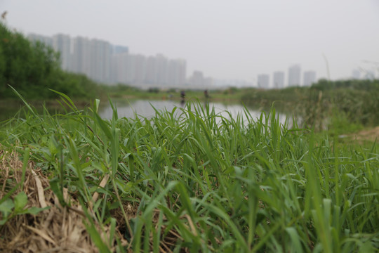 河岸水草