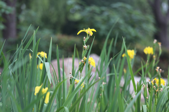 黄花鸢尾