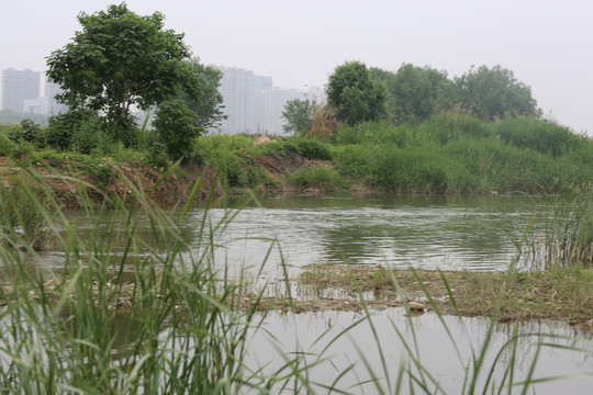 水面水岸绿植