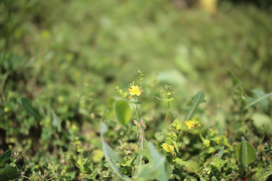 黄鹌菜