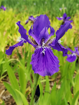 鸢尾花